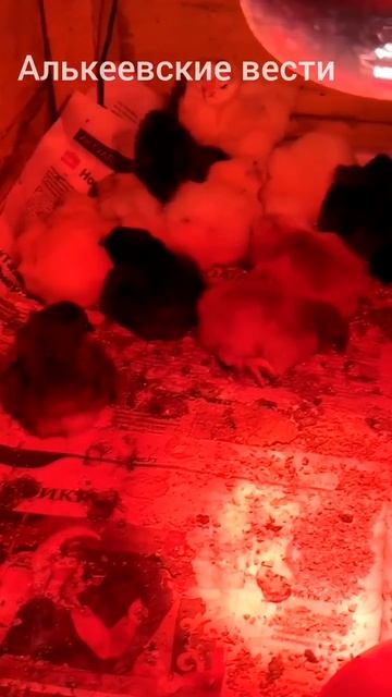 цыплята вылупились из инкубатора