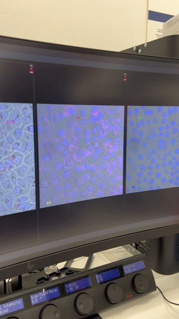 Один день в ИПИ