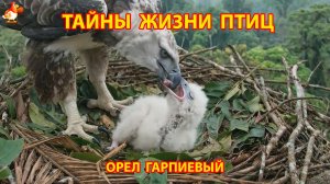 Тайны жизни птиц в природе –  Орел гарпия