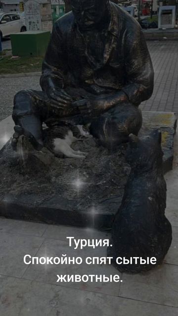 бездомные животные в Турции