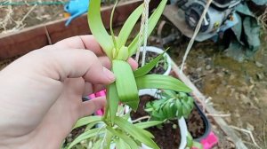 Она пришла к нам опять🌧️. Как бы они не замерзли🌹.