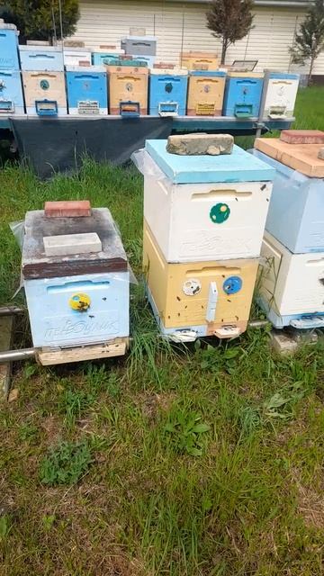 ❗️НАЧИНАЕТСЯ РОЙКА❗️🐝 21.04. 2026 #пчелы #пасека #пчеловодство