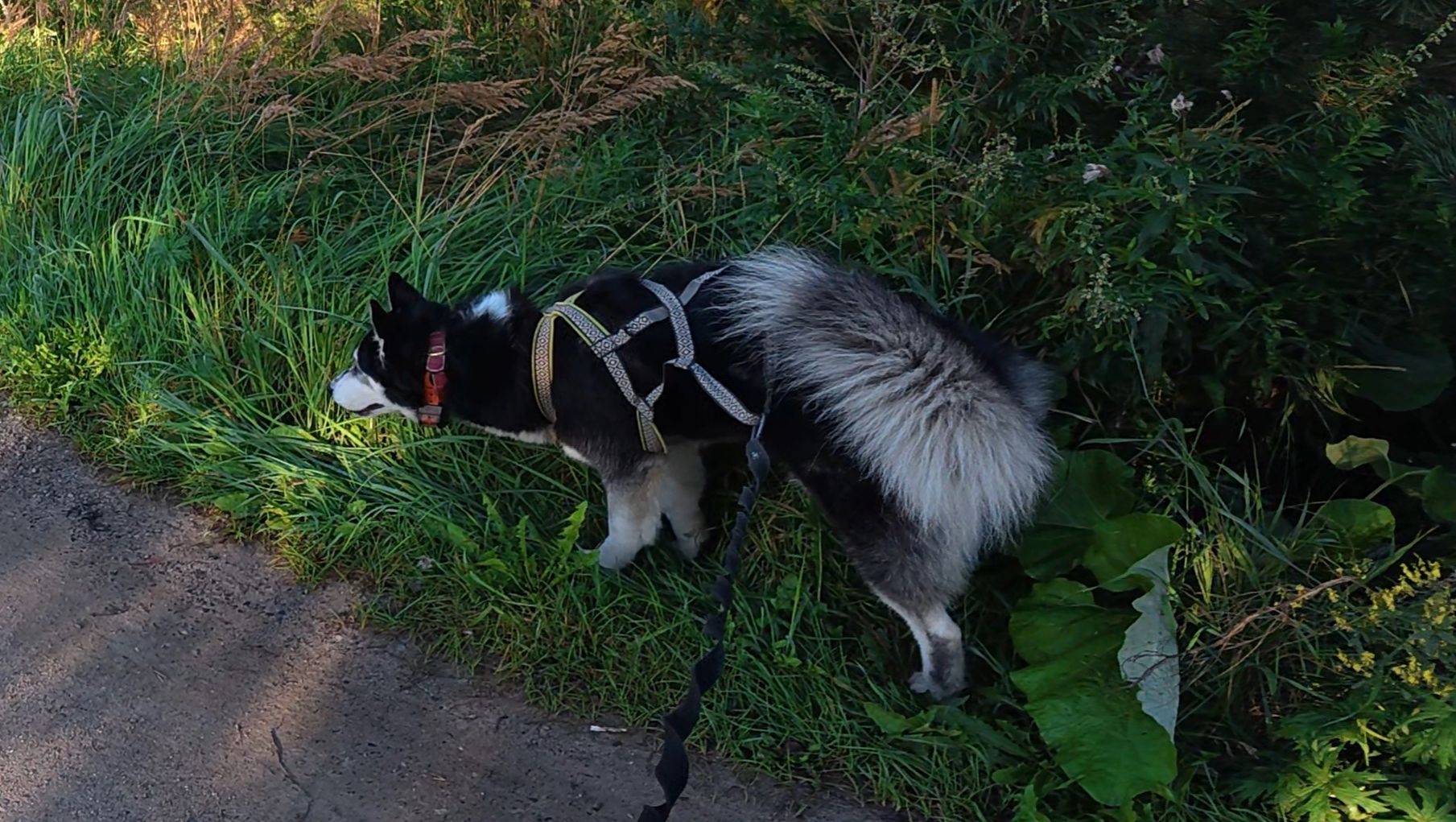 Хаски Дик утренняя прогулка на даче 15.08.2025