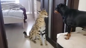 Видео от Красноярская тайга. Фотоловушки