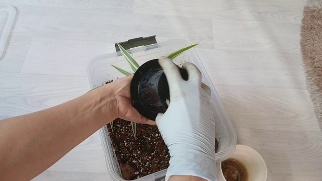 Формирую,подсыпаю перчик и томаты. Пересаживаю комнатные растения в новые кашпо.