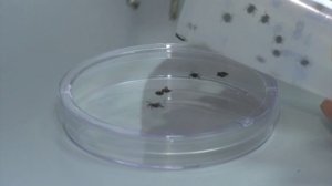 "Астрологи объявили неделю клещей"? Количество укушенных выросло вдвое!