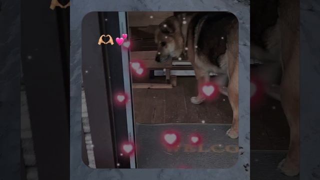 1000056729.mp4 (Собака наблюдает за устройством лестницы на 2-ой этаж в доме А-фрейм)