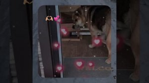 1000056729.mp4 (Собака наблюдает за устройством лестницы на 2-ой этаж в доме А-фрейм)