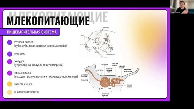 Млекопитающие