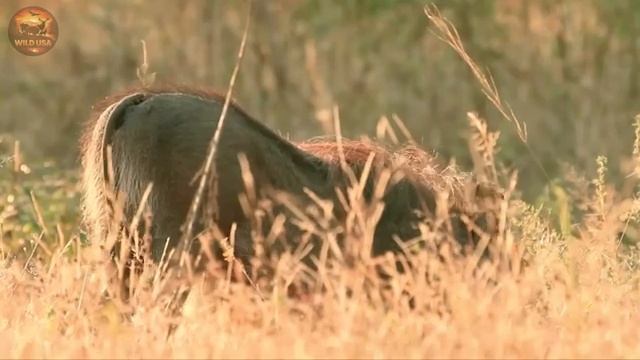 Инстинкт против хищника.