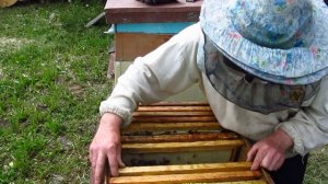 Рокировка рамок с вощиной в улье #пчеловодство