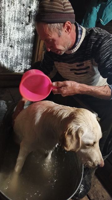 Лабрадор. в бане