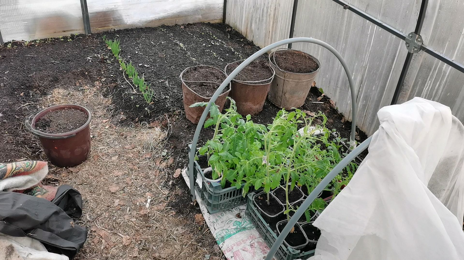 Зачем выставляю рассаду на холод в теплицу 21 апреля перед заморозками.