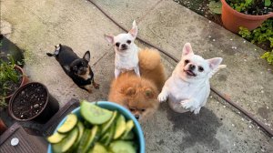 Сегодня прям с большим удовольствием огурчики все слопали.