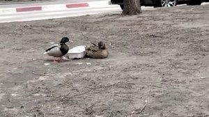 Шла и наткнулась на уток во дворе жилых домов😱Удивилась!!!