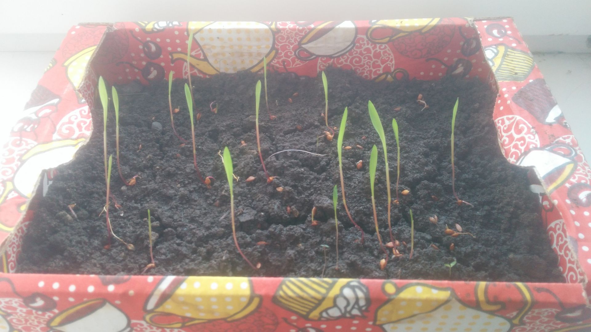 Проращивание семян из веника — эффективный способ - Высаживайте в прогретую почву