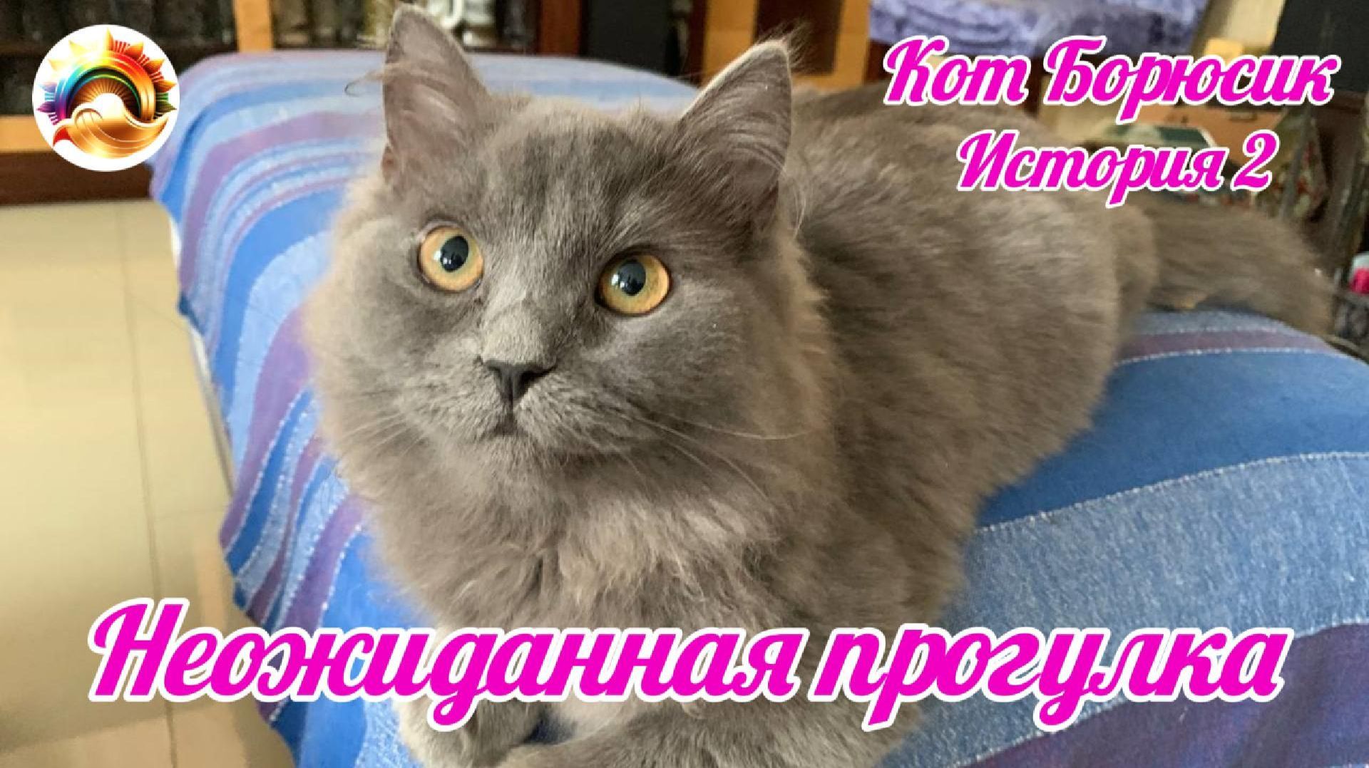 Кот Борюсик История 2. Неожиданная прогулка