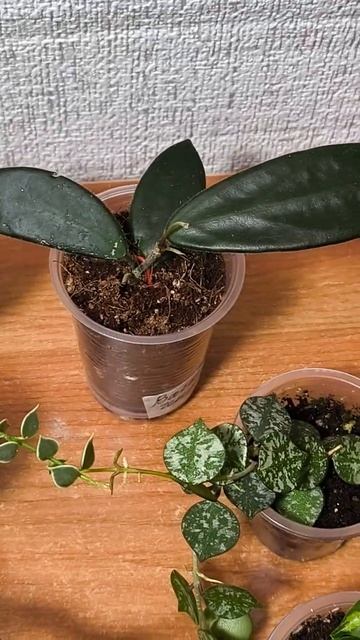 Мелколистные хойи. Излишки.