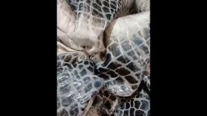 Хлопковый жаккард рептилия ИТАЛИЯ