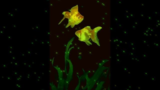 Колыбельная. Стихи, клип Людмила Ураева. Поёт Елена Маак. Муз., пианино Наталья Фомина