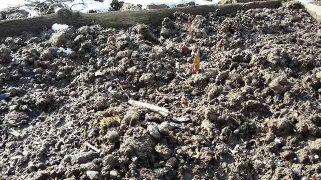 Конец апреля, просыпаются тюльпаны и крокусы