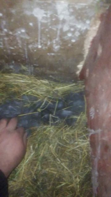 Новые крольчата и чем они интереснее