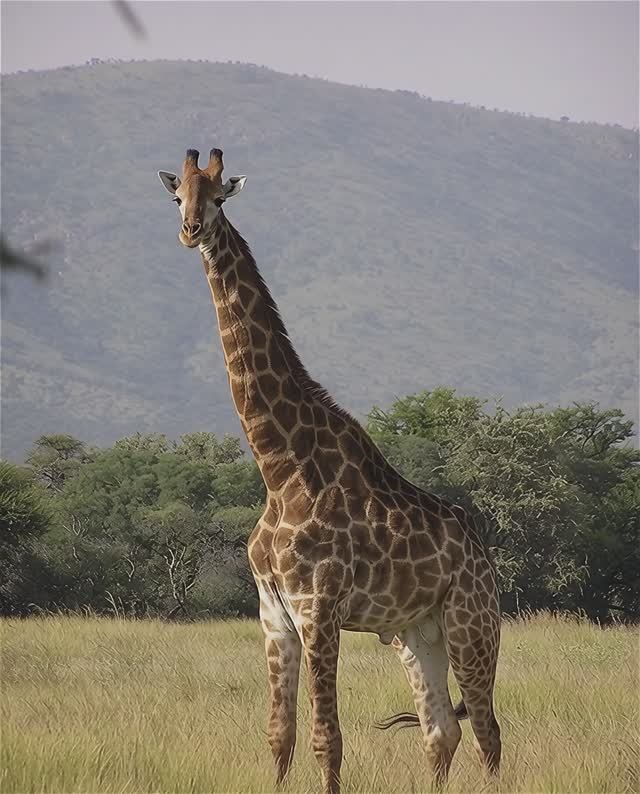 Жираф на водопое