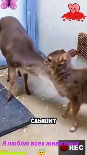 Животные приколы и не только😅