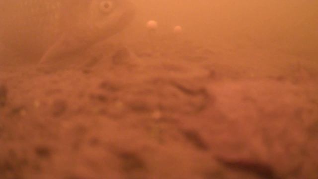 Закинул камеру под воду , а там 🐳 #рыбалка #Троицк #иванмотаж #fishing #tinao_fishing #рыболовтроиц