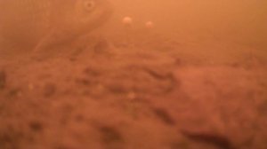 Закинул камеру под воду , а там 🐳 #рыбалка #Троицк #иванмотаж #fishing #tinao_fishing #рыболовтроиц