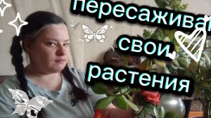 Пересаживаю свои растения. Пересадила две штуки.