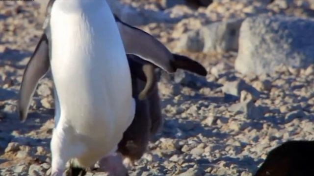 Видео для детей про Антарктиду