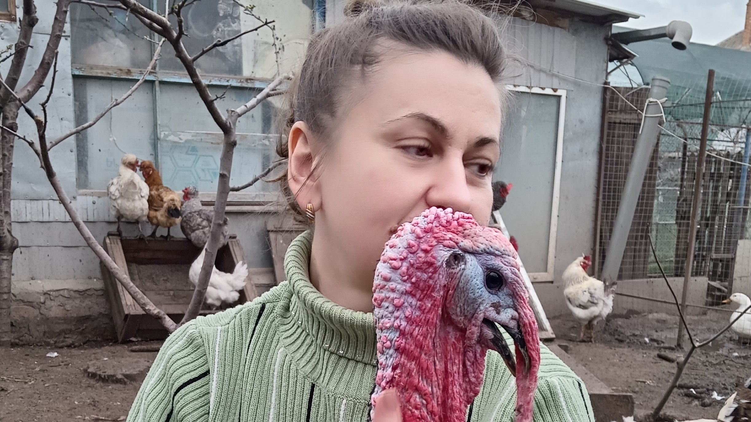 Наш курятник гнезда и насесты