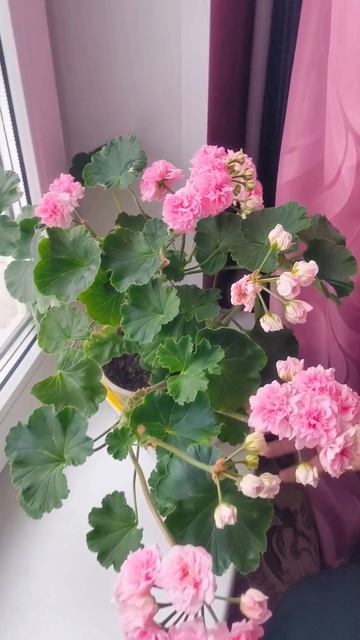 ЮВ Баронесса Пеларгония 04.26