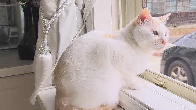 mie- days Спокойная жизнь женщины 50 и 3 кошек  2 дня порядок.