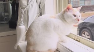 mie- days Спокойная жизнь женщины 50+ и 3 кошек | 2 дня порядок.