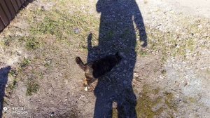 КОШКА ЛАПА НА ПРОГУЛКЕ 21-04-2026