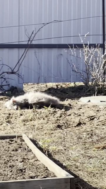 Весенние коты