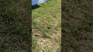 Уборка сухой травы , листьев