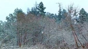 Апрельский снегопад