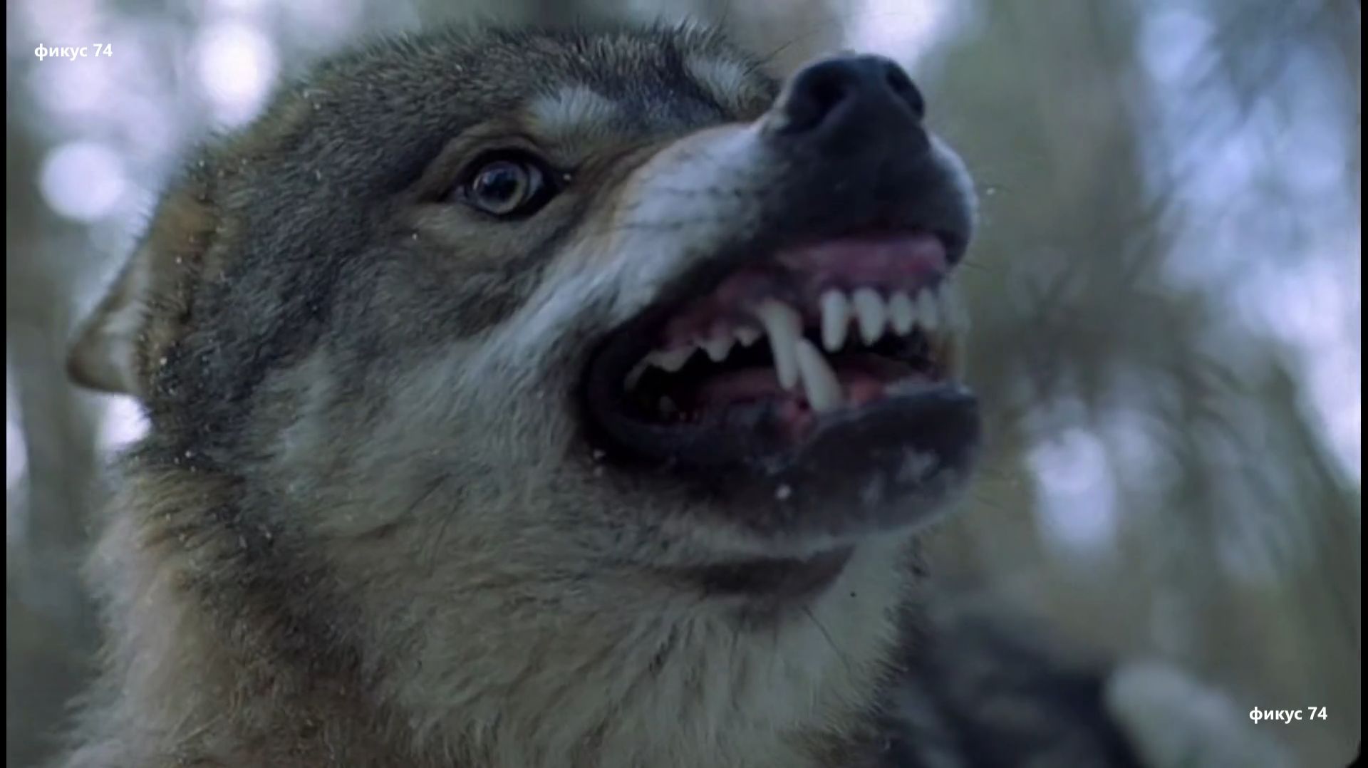 песня - Идет охота на волков - Владимир Высоцкий. х-ф Весьегонская волчица