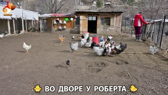 Содержание кур в домашних условиях и других птиц во дворе у Роберта 🐣🐤🦆🐔🪿🦃 (474)