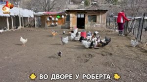 Содержание кур в домашних условиях и других птиц во дворе у Роберта 🐣🐤🦆🐔🪿🦃 (474)