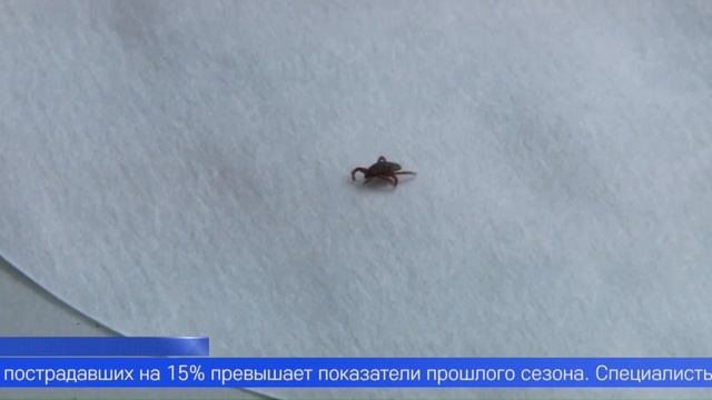 Два случая заражения боррелиозом зарегистрировали в Первоуральске