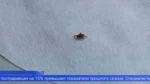 Два случая заражения боррелиозом зарегистрировали в Первоуральске