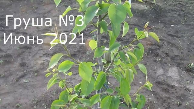 ЗЕЛЕНАЯ ОБРЕЗКА И ФОРМИРОВКА ГРУШИ. Летние операции на груше, сливе и калине #ВиталийОрех