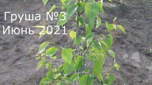 ЗЕЛЕНАЯ ОБРЕЗКА И ФОРМИРОВКА ГРУШИ. Летние операции на груше, сливе и калине #ВиталийОрех