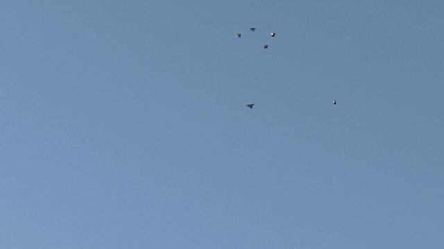 21 04 2026 Безкружные голуби,Чуманова Виталия.