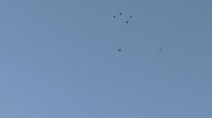 21 04 2026 Безкружные голуби,Чуманова Виталия.