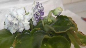 Фиалка / Золото Нибелунгов /